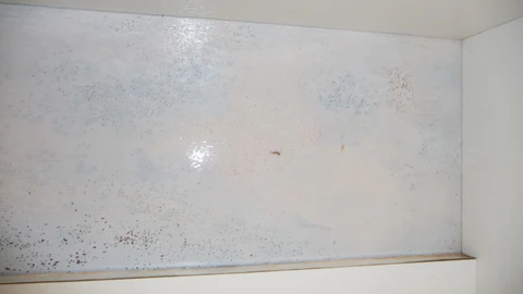 black mould removal