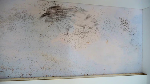 Black Mould Removal